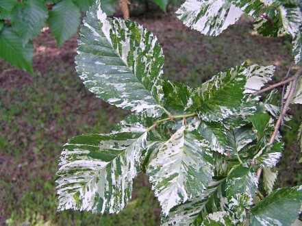 Ulmus minor (Field elm) - ornamental (variegated) form