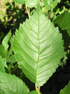 Ulmus minor (Field elm) - upper side