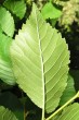 Ulmus minor (Field elm) - under side