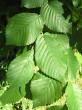 Ulmus minor (Field elm) - twig with leaves