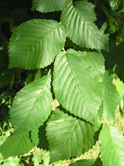 Ulmus minor (Field elm) - twig with leaves