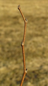 Ulmus minor (Field elm)