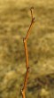 Ulmus minor (Field elm)
