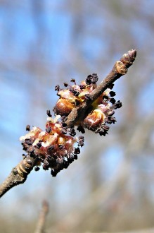 Ulmus minor (Field elm)