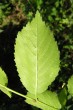 Ulmus minor (Field elm) - under side