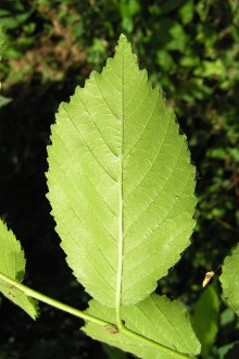 Ulmus minor (Field elm) - under side