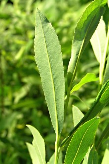 Salix purpurea (Purple willow) - underside