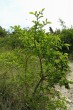 Ulmus minor (Field elm) - as a shrub (forest-steppe ecotype)