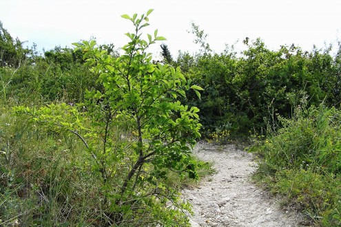 Ulmus minor (Field elm) - as a shrub (NPR Devínska Kobyla, Slovakia)