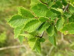 Ulmus minor (Field elm) - forest-steppe ecotype