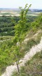 Ulmus minor (Field elm) - as a shrub (forest-steppe ecotype)