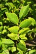 Ulmus minor (Field elm) - forest-steppe ecotype