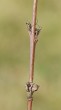 Quercus cerris (Austrian oak)