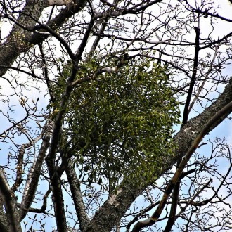 Viscum album (White mistletoe)