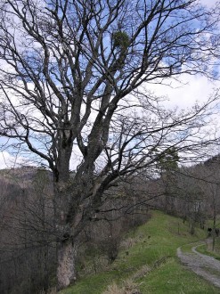 Viscum album (White mistletoe) - on the sycamore maple (Acer pseudoplatanus)