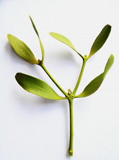 Viscum album (European mistletoe)