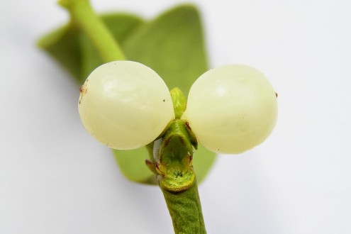 Viscum album (White mistletoe)