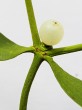 Viscum album (White mistletoe)