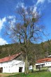 Viscum album (White mistletoe) - on bigleaf linden (Tilia platyphyllos)