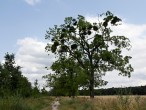 Viscum album (White mistletoe) - on the slender ash tree (Fraxinus excelsior)