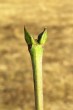 Staphylea pinnata (Bladdernuts)