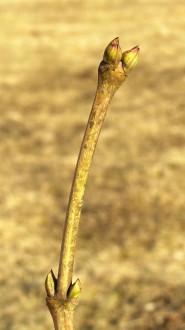 Staphylea pinnata (Bladdernuts)