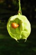 Staphylea pinnata (Bladdernuts) - seed attached inside the capsule