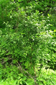 Euonymus europaeus (European spindle)