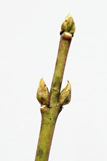 Euonymus europaeus (European spindle)