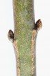 Euonymus europaeus (European spindle) - oblique opposite
