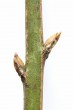 Euonymus europaeus (European spindle)