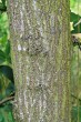 Euonymus europaeus (European spindle) - the bork