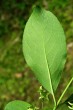 Euonymus europaeus (European spindle) - under side