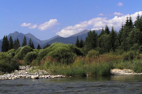 Salix purpurea (Purple willow) - a typical habitat for the occurrence of purple willow on the alluvial gravel benches of the Belá River (Slovakia)