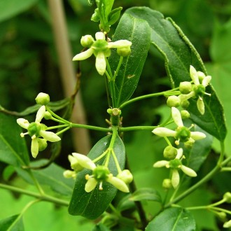 Euonymus europaeus (European spindle)
