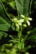 Euonymus europaeus (European spindle)