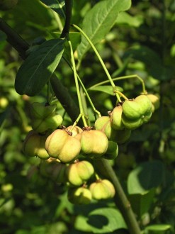 Euonymus europaeus (European spindle) - unripe capsules