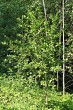 Euonymus europaeus (European spindle)