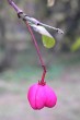 Euonymus europaeus (European spindle) - ripe capsules