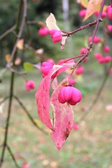 Euonymus europaeus (European spindle) - as a decorative shrub in autumn with brightly colored leaves and fruits