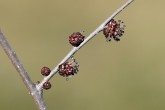Ulmus minor (Field elm)