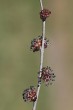 Ulmus minor (Field elm)