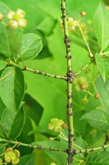 Euonymus verrucosus (Warty spindle)