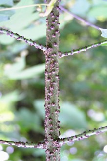 Euonymus verrucosus (Warty spindle)