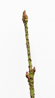 Euonymus verrucosus (Warty spindle)