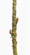 Euonymus verrucosus (Warty spindle)