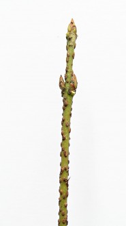 Euonymus verrucosus (Warty spindle)