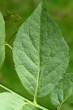 Euonymus verrucosus (Warty spindle) - under side