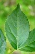 Euonymus verrucosus (Warty spindle) - upper side