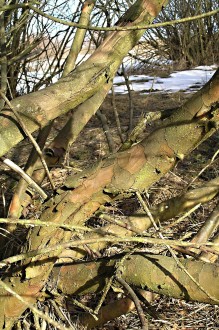 Salix triandra (Three-stick willow) - bork